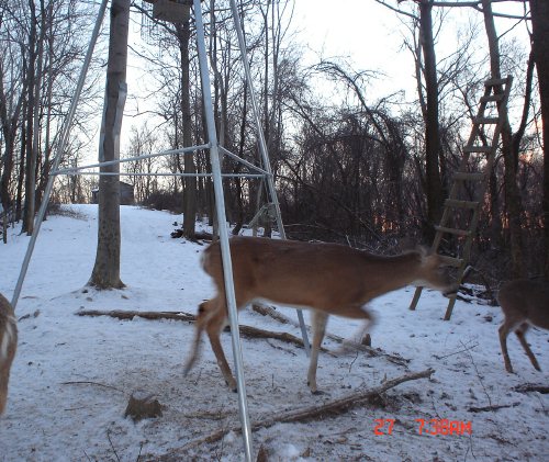 Whitetail buck.